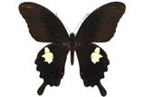 學名:Papilio helenus fortunius Fruhstorfer, 1908