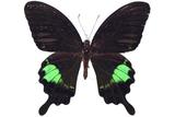 學名:Papilio hermosanus Rebel, 1906