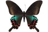 學名:Papilio hopponi...
