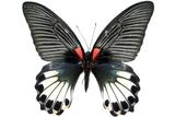 學名:Papilio memnon ...