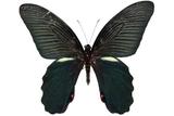 ǦW:Papilio protenor Cramer, 1775