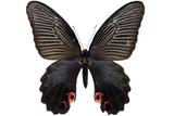 學名:Papilio protenor Cramer, 1775