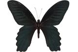 ǦW:Papilio thaiwanus Rothschild, 1898