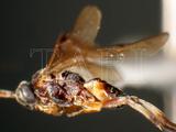 中文種名:馬尼拉小繭蜂