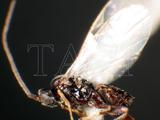 中文種名:雙溝小繭蜂