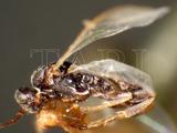 中文種名:雙溝小繭蜂