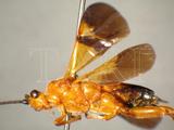 中文種名:端褐真徑繭蜂