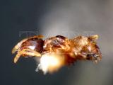 中文種名:黑頭慌蟻