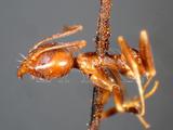 中文種名:荷氏扁蟻