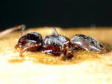 中文種名:狹長扁蟻