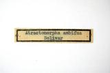 ǦW:Atractomorpha sinensis sinensis Bolivar, 1905