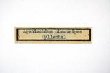 ǦW:Ludioschema obscuripes (Gyllenhal, 1817)