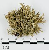 中文名:球粉衣屬(L00000918)學名:Sphaerophorue melanocarpus (Sw.) DC.(L00000918)