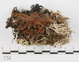 中文名:球粉衣屬(L00000922)學名:Sphaerophorue melanocarpus (Sw.) DC.(L00000922)