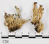 中文名:球粉衣屬(L00001235)學名:Sphaerophorue melanocarpus (Sw.) DC.(L00001235)