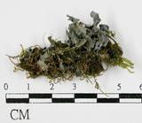 中文名:球粉衣屬(L00002115)學名:Sphaerophorue melanocarpus (Sw.) DC.(L00002115)