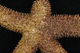 中文名:呂宋棘海星中文別名:細腕海星英文名:Orange sea star學名:Echinaster luzonicus