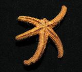 中文名:呂宋棘海星中文別名:細腕海星英文名:Orange sea star學名:Echinaster luzonicus