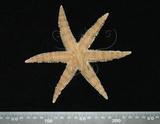 中文名:飛白楓海星中文別名:飛白楓海星學名:Archaster typicus