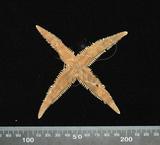 中文名:飛白楓海星中文別名:飛白楓海星學名:Archaster typicus