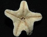 中文名:花冠海燕學名:Asterina coronata