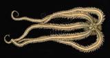 中文名:蜈蚣櫛蛇尾學名:Ophiocoma scolopendrina