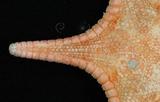 中文名:光滑花海星學名:Anthenoides laevigatus