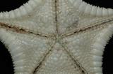 中文名:窄花海星學名:Anthenoides tenuis