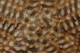 中文名:脊鋸腕海星學名:Asteropsis carinifera