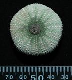 中文名:白尖紫叢海膽學名:Echinostrephus aciculatus