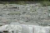 標本名稱:富池橋河床礫石