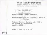 ǦW:Cylindrobasidium torrendii