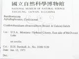 ǦW:Confertobasidium olivaceoalbum