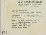 ǦW:Oudemansiella radicata