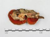 學名:Pycnoporus cinnabarinus