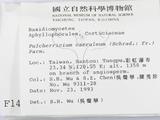 ǦW:Pulcherricium caeruleum