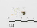 學名:Cordyceps myrmecophila