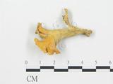 學名:Craterellus sp.