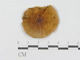 學名:Russula cyanoxantha
