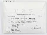 ǦW:Basidioradulum radula