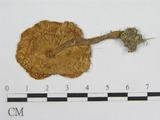 學名:Leucocoprinus birnbaumii