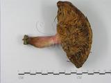 學名:Russula olivacea