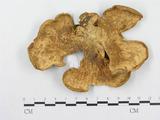 學名:Polyporus arcularius