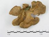 學名:Polyporus arcularius