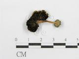 學名:Coprinus sp.