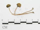 學名:Coprinus plicatilis