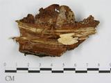 學名:Peniophora quercina