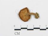 學名:Clitocybe sinopica