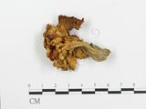 學名:Cantharellula cibarius