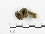 學名:Craterellus cornucopioides